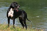DOGUE ALLEMAND 082